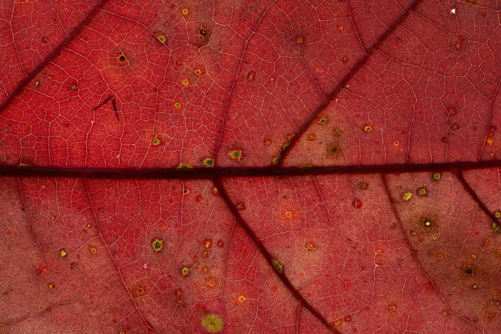 red leaf